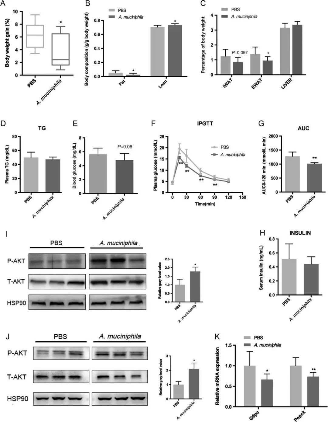 akk益生菌有什么功效,万能益生菌效果怎么样