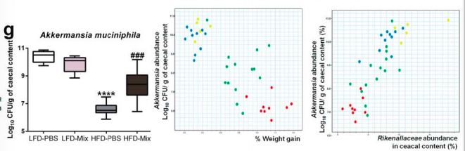 akk益生菌,益生菌akk瘦子菌推荐