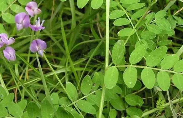 一吹即散的蒲公英图片,一吹就散的蒲公英抖音视频