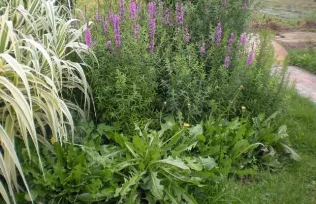 一吹就散的蒲公英抖音视频,一吹即散的蒲公英图片