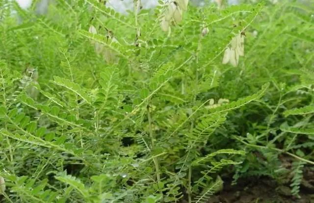 一吹就散的蒲公英就是弱不禁风,一吹就散的蒲公英什么地方有