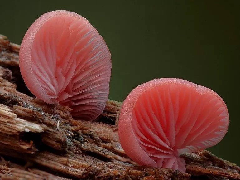 世界上最美的9种蘑菇,阿凡达菌类