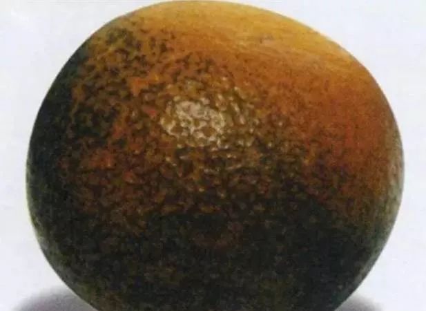 秋梢如何防治病虫害,注意秋梢之后的防落果管理