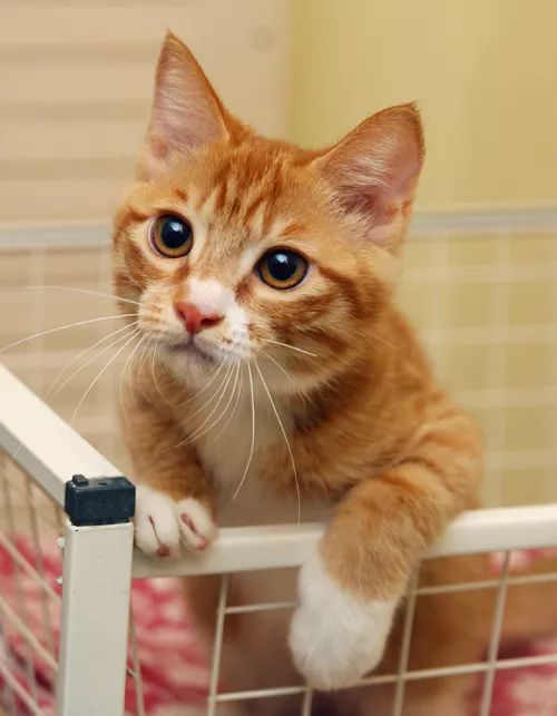 领养自贡富顺的孩子,领养孩子的视频小豆花