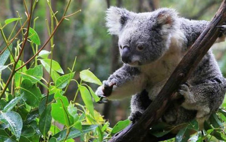 小编推荐丨缓解咳嗽、口臭，试试这个“千金方”！澳洲纯植物提取