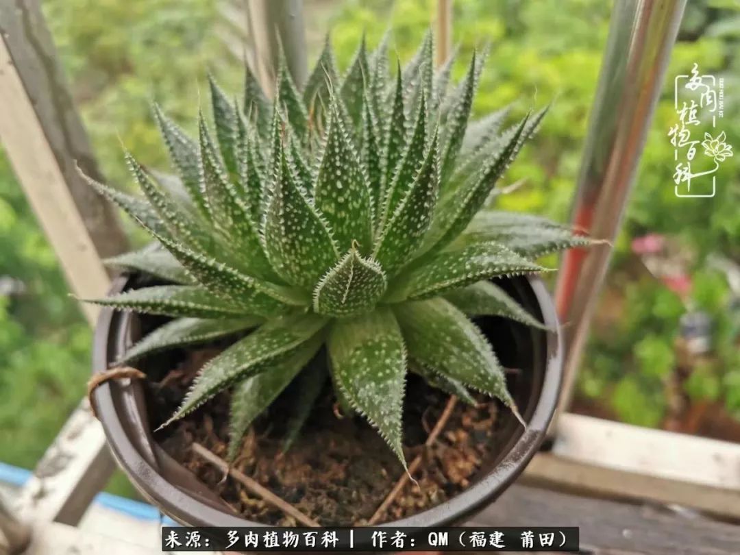 无尽的多肉!陪我走过七年人生之旅