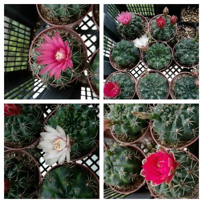 无尽的多肉!陪我走过七年人生之旅