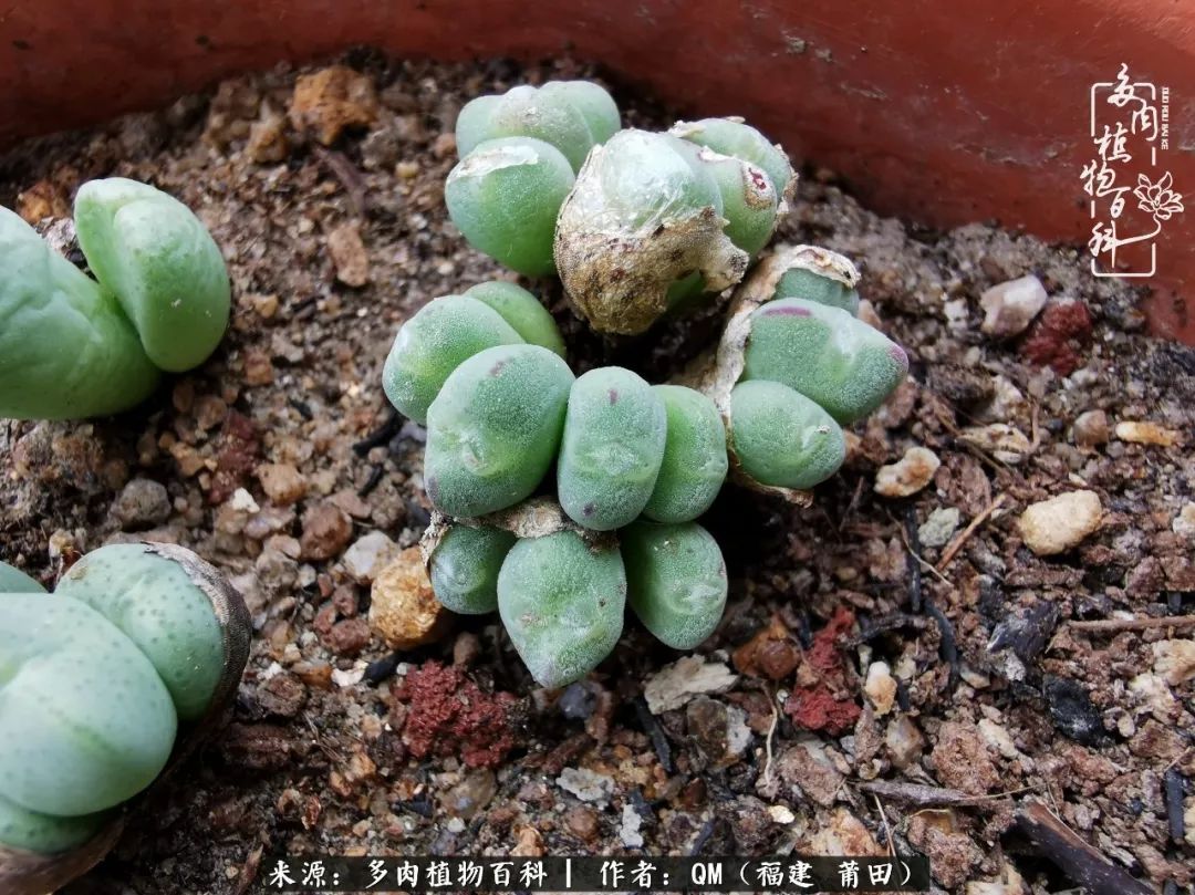 无尽的多肉！陪我走过七年人生之旅