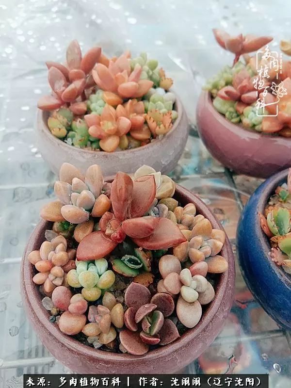 心若向阳无惧晴天,心若向阳不畏风雨