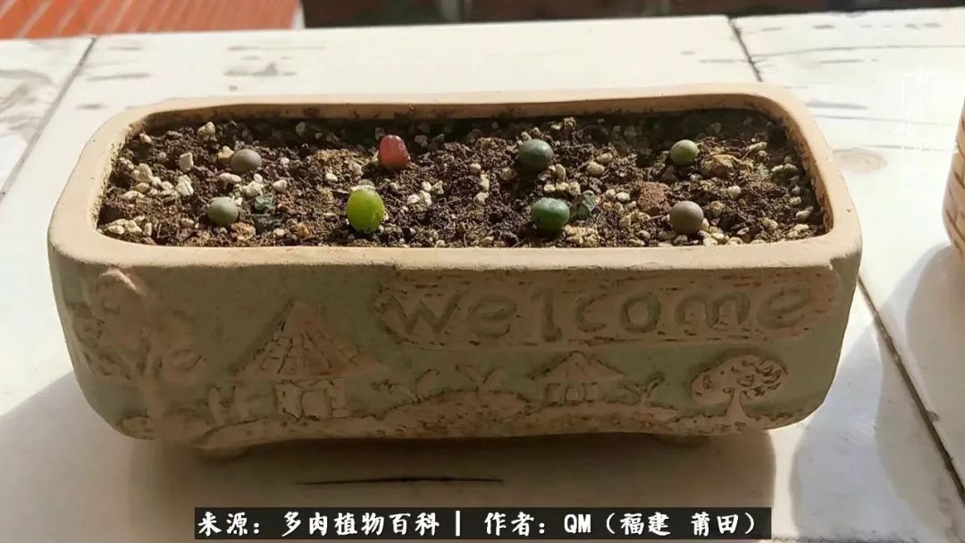 无尽的多肉！陪我走过七年人生之旅