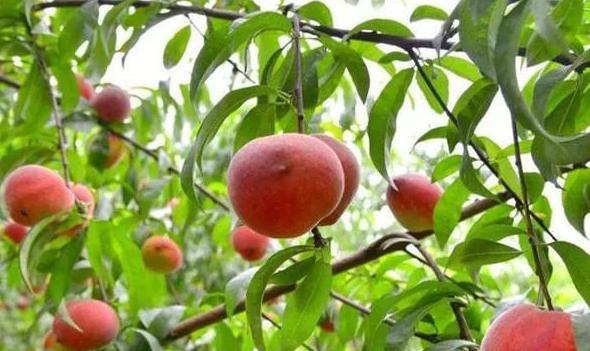 桃树怎样管理长得桃又大又甜,种植桃树的方法