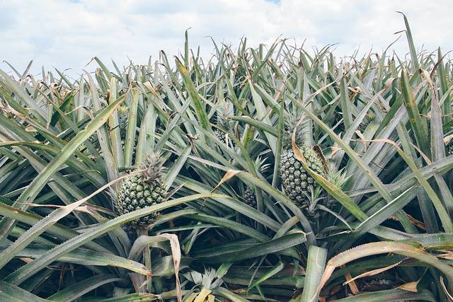 中国大陆最南端湛江旅行攻略,中国大陆最南端湛江景点