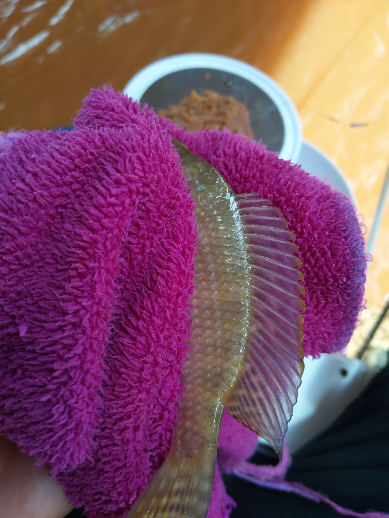 一不小心成坑冠，奈何狂拉还是败给网工...