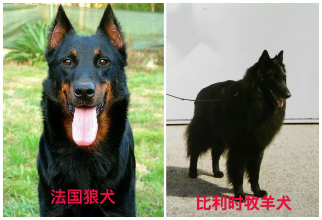 天津烈性犬,天津禁养犬重点管理区域划分