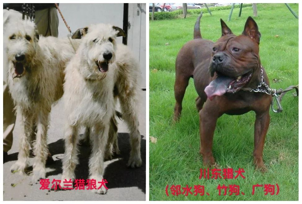 天津烈性犬,天津禁养犬重点管理区域划分