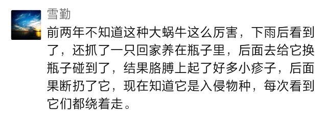 雨后出现的大蜗牛有多危险,下暴雨时蜗牛会怎样生活