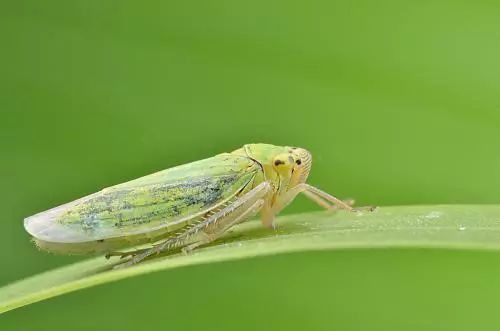 最全蔬菜害虫图谱,蔬菜常见害虫高清图片