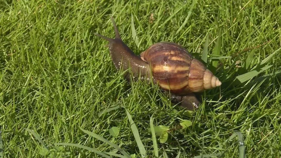 雨后大蜗牛携带传染病,蜗牛携带结核杆菌