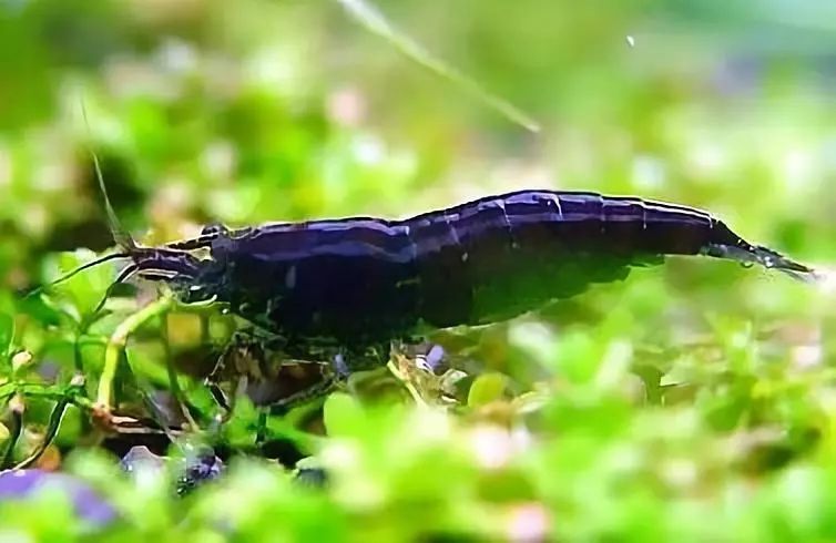 草缸观赏虾品种与养殖,观赏虾哪种在草缸里最好看