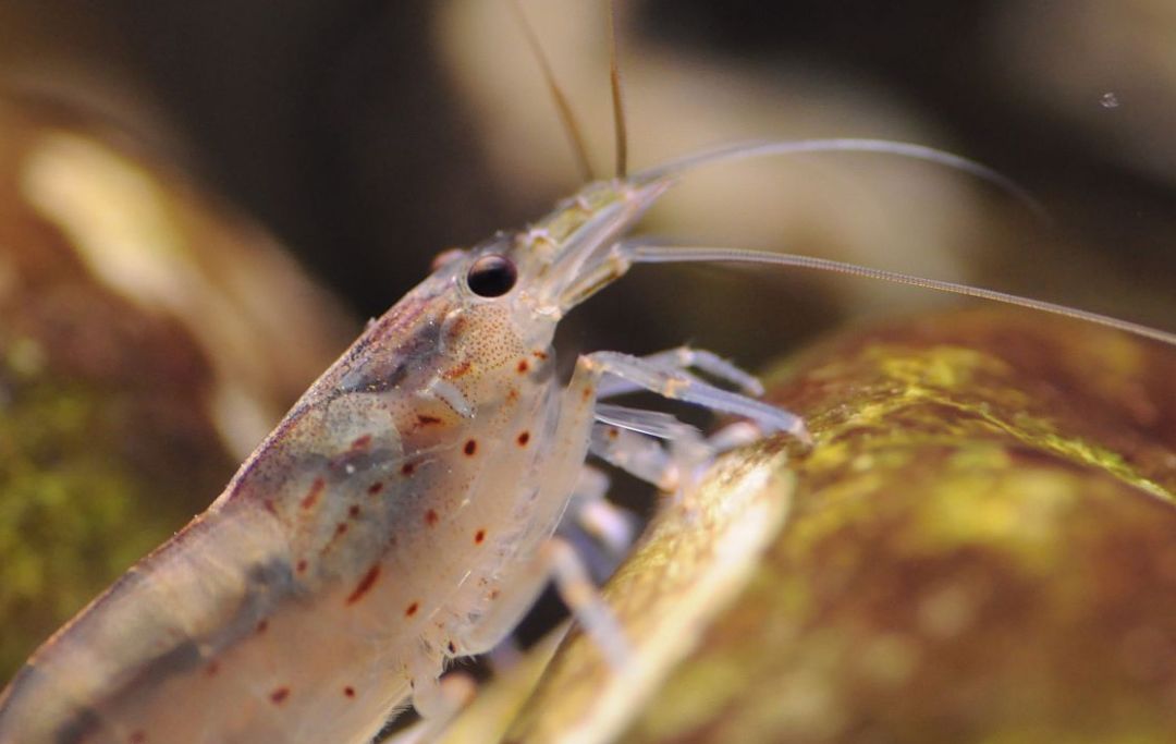 草缸观赏虾品种与养殖,观赏虾哪种在草缸里最好看