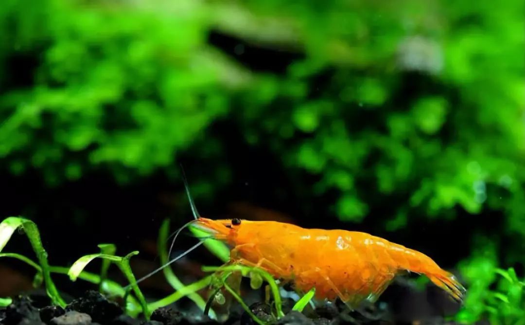 草缸观赏虾品种与养殖,观赏虾哪种在草缸里最好看
