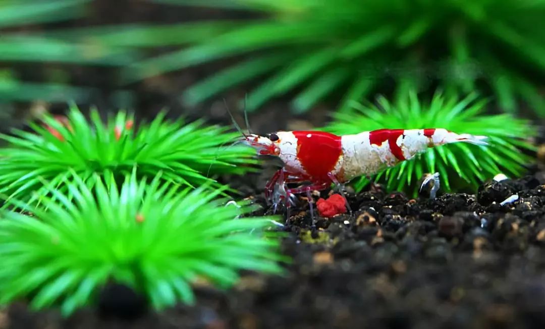 草缸观赏虾品种与养殖,观赏虾哪种在草缸里最好看