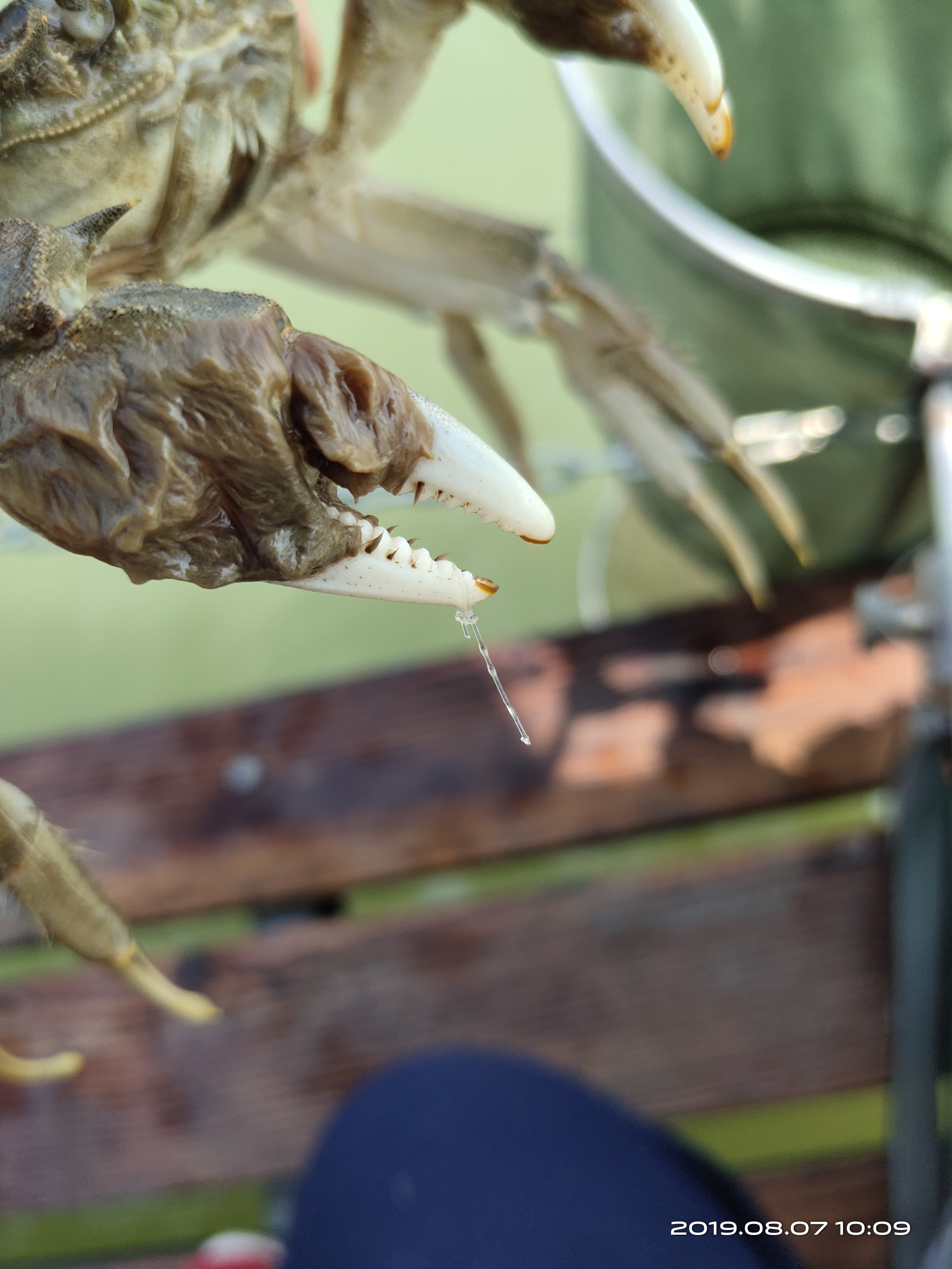 钓螃蟹专用神器钢丝球,钓螃蟹专用神器25元的