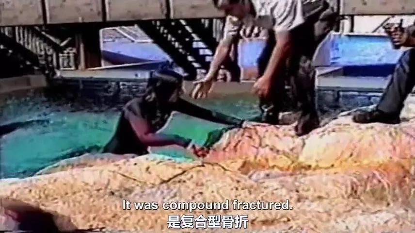 丧心病狂！每帧画面都在捅刀子，多少人忽视了这些人间惨剧…