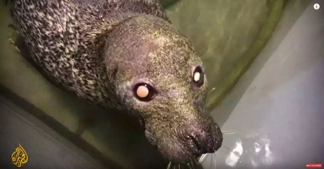 丧心病狂！每帧画面都在捅刀子，多少人忽视了这些人间惨剧…