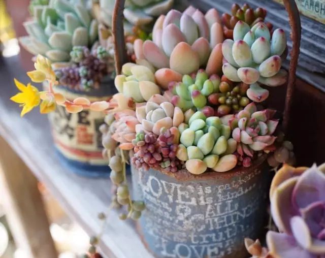 当破铜烂铁碰上多肉，这美度居然还能翻倍