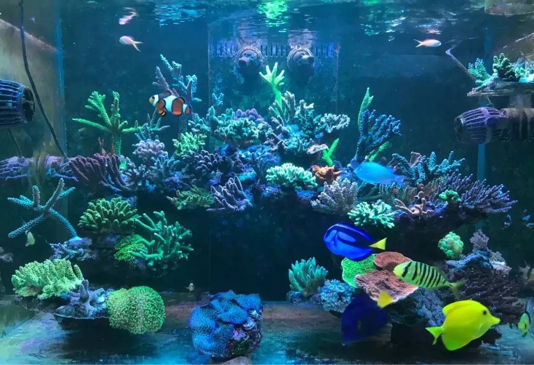 一周才打理一次的90骨缸，这状态我不信