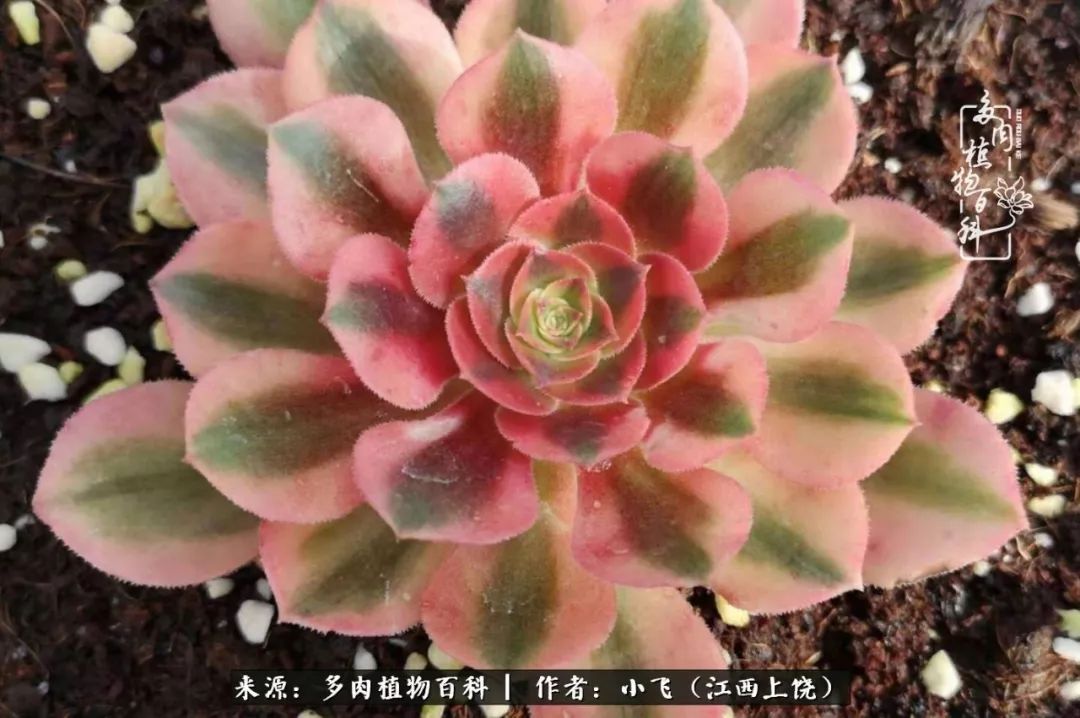 多肉法师品种科普之常见法师锦,法师多肉新品种锦光辉