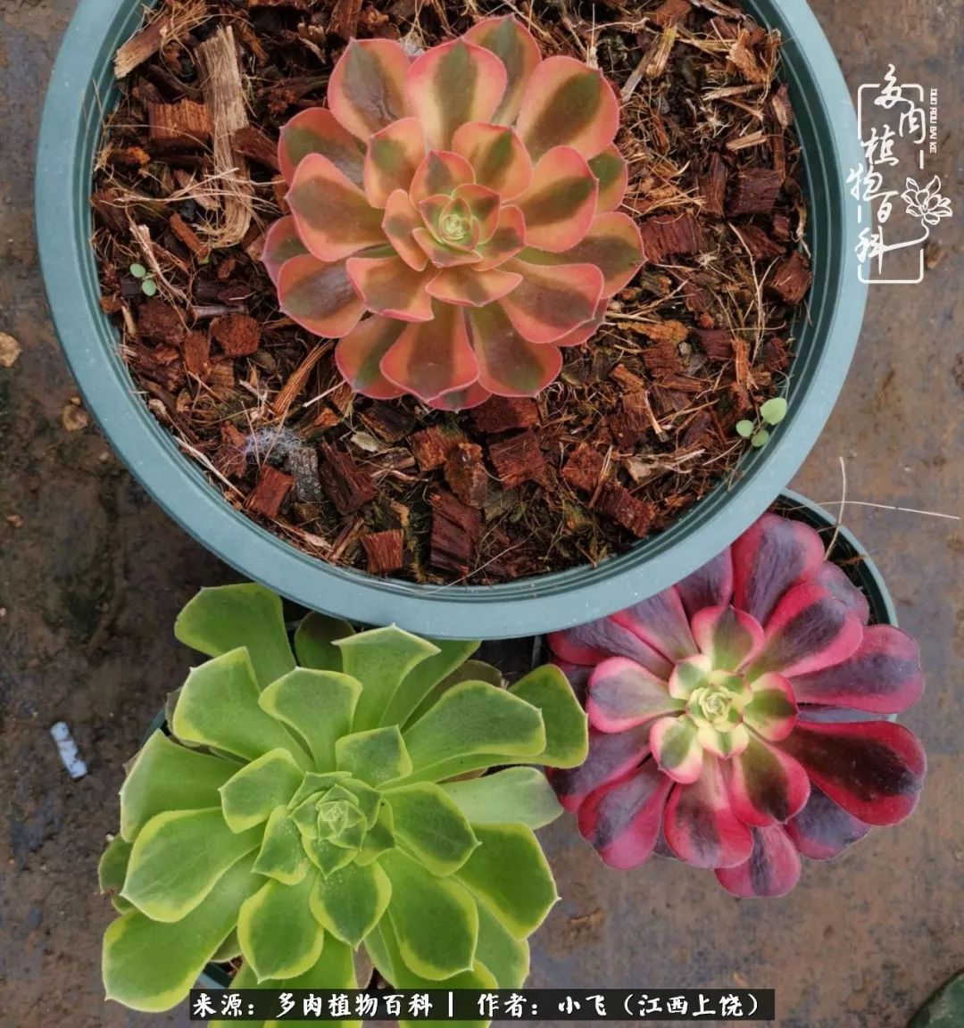 多肉法师品种科普之常见法师锦,法师多肉新品种锦光辉