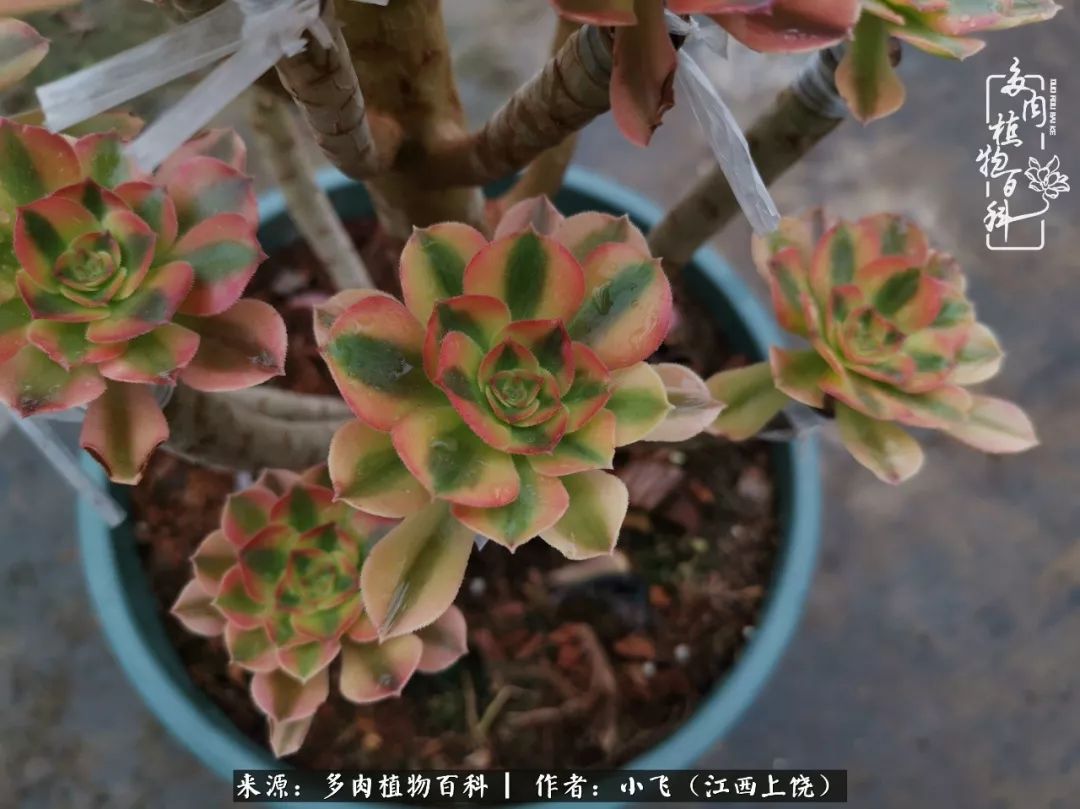 多肉法师品种科普之常见法师锦,法师多肉新品种锦光辉