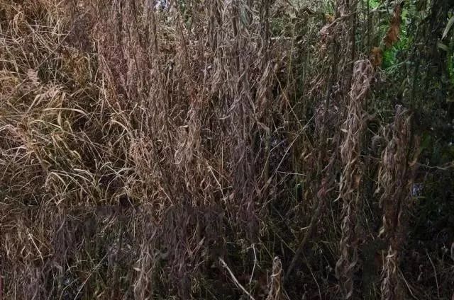 草铵膦加复合肥效果好吗,草铵膦加尿素能除草吗