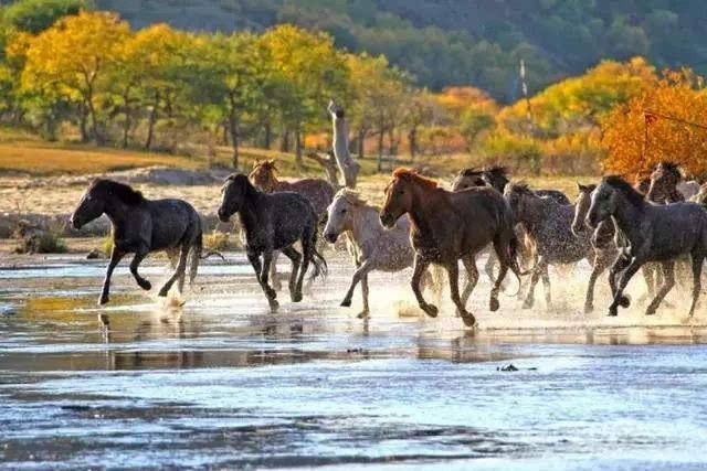 科尔沁传奇,科尔沁大草原的传奇