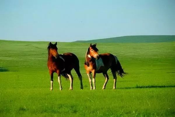 科尔沁传奇,科尔沁大草原的传奇