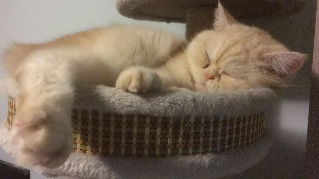 猫知道想主人吗,猫知道下雨下雪