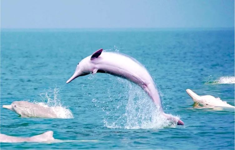 自驾游广西怎么过海,广西开海节旅游攻略