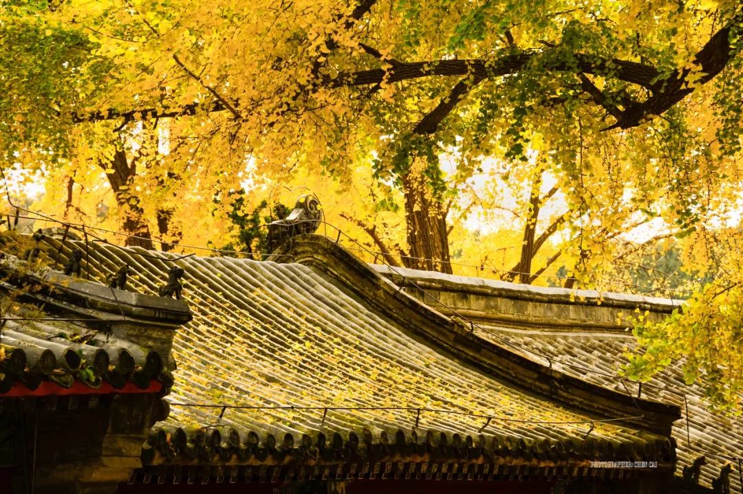 从北京到俄罗斯全过程,北京到俄罗斯沿途风景视频