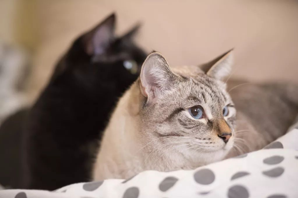 剪刀法找猫为什么灵验,剪刀找猫法的禁忌