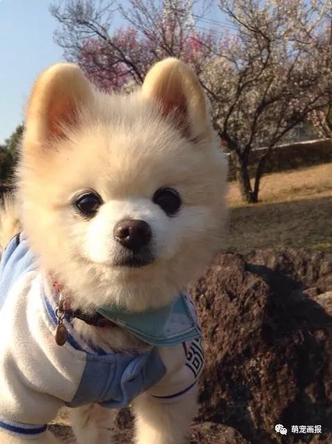 博美犬俊介君,日本博美犬俊介君