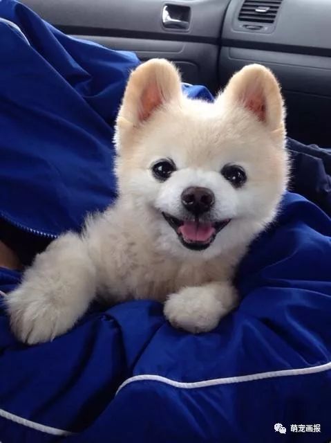 博美犬俊介君,日本博美犬俊介君