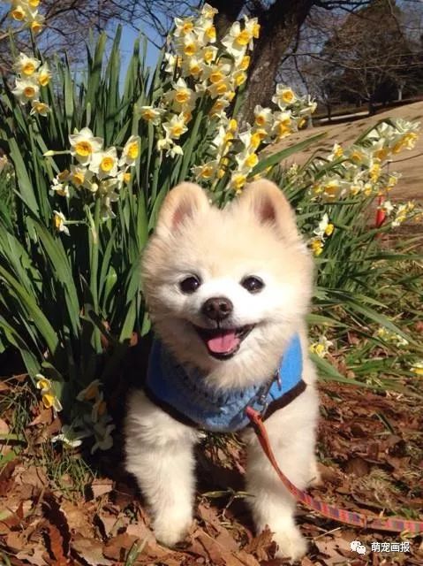 博美犬俊介君,日本博美犬俊介君