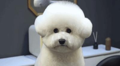 在网上爆火的一只狗,火爆全网的外国狗子