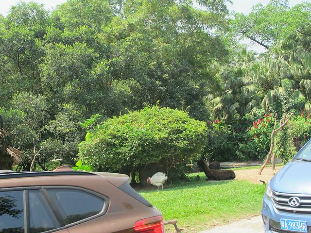 广东长隆亲子游推荐4-5天游,北京到广州长隆攻略亲子游三天