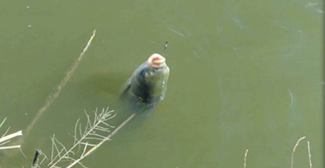 钓鱼什么鱼钩不容易脱钩,钓鱼遇到脱钩怎么办