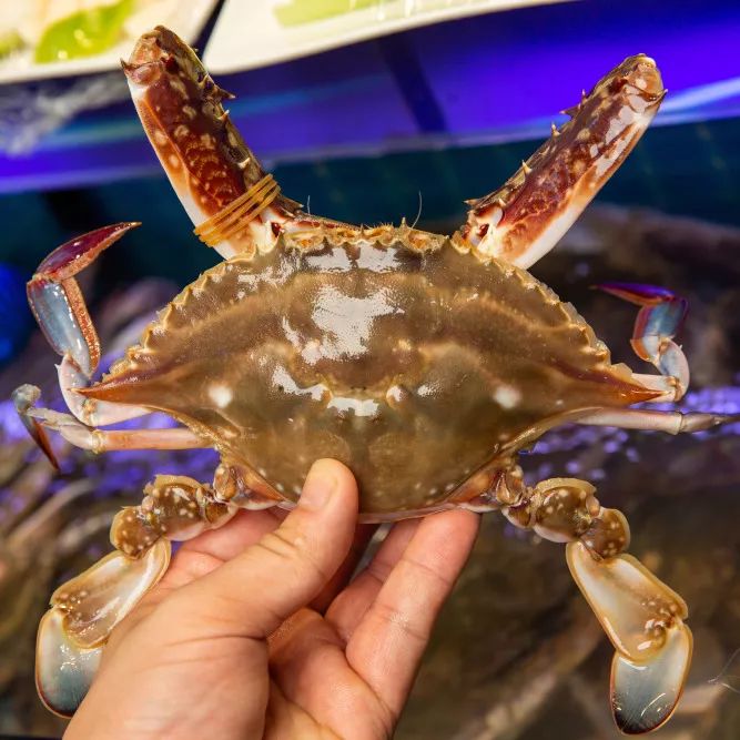 搬来个舟山「海鲜市场」！佛手、胭脂、大米鱼…你爱吃的海鲜从挑到做全get