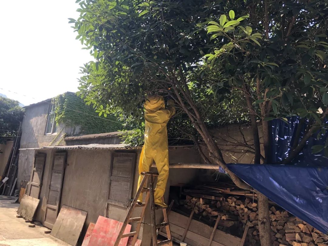 常见毒虫致命,遇到这些毒虫怎么自救