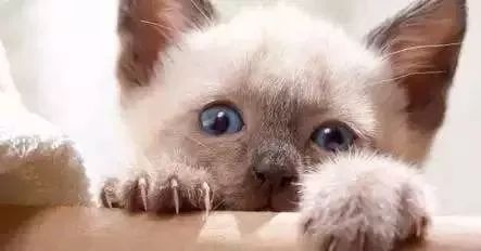 猫被领养后的真实生活,收养一只流浪猫几个月了野性难改